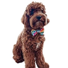 Product image of Youly Pride BowTie